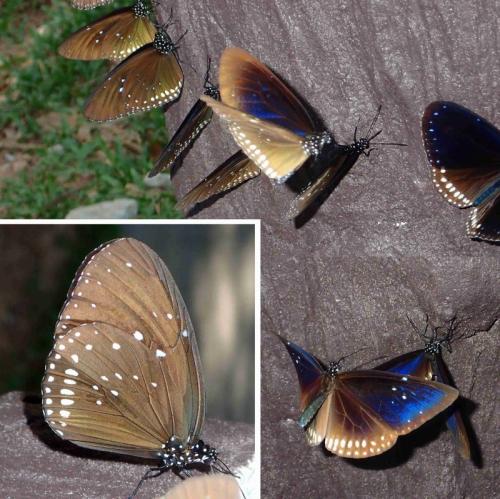 Réf. 262 436 : Euploea sp.